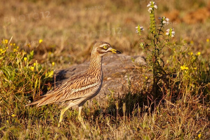 Eurasian Stone-curlew (Burhinus oedicnemus), Mallorca, Spain