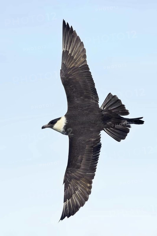 Pomarine Skua (Stercorarius pomarinus) flying, Alaska, USA