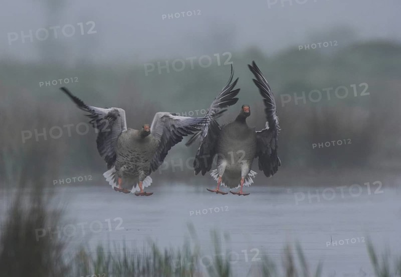 Greylag Goose (Anser anser) flying, Schleswig-Holstein, Germany