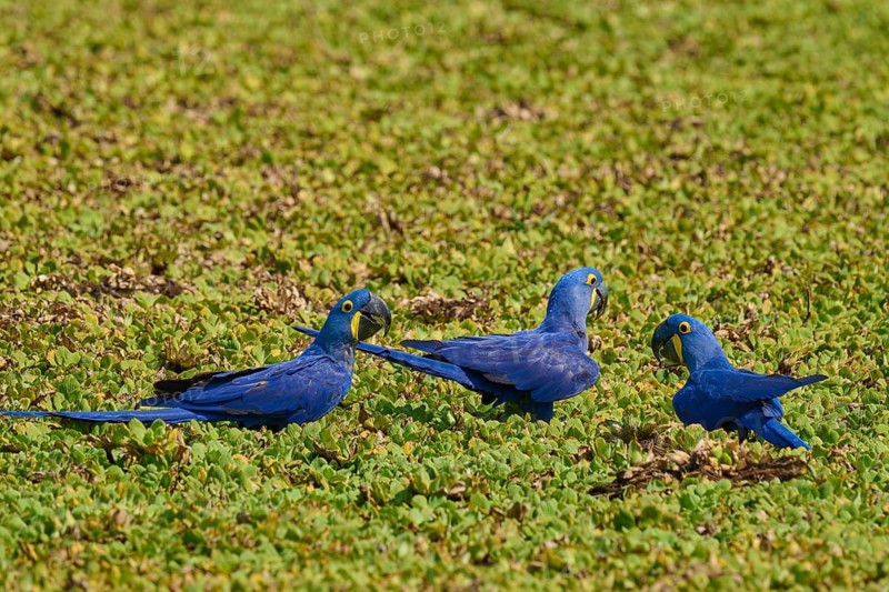 Three blue hyacinth macaws sit amidst a dense carpet of green foliage, hyacinth macaw (Anodorhynchus hyacinthinus), Pantanal, Mato Grosso, Brazil