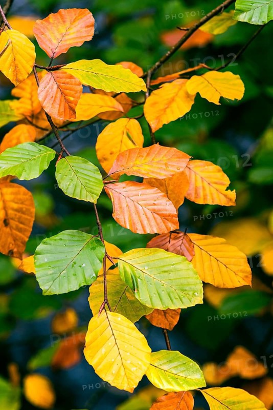 Leaves of Alder in autumn colors, Parke National Trust, Devon, England, United Kingdom