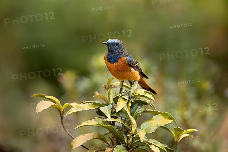 Blue-fronted Redstart (Phoenicurus frontalis) male perched on a branch, Yunnan, China