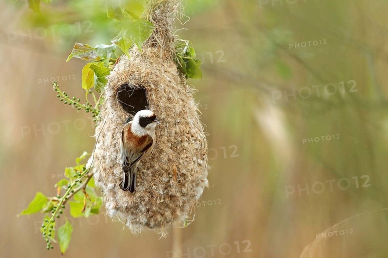 Eurasian Penduline Tit (Remiz pendulinus) female at nest, Saxony-Anhalt, Germany