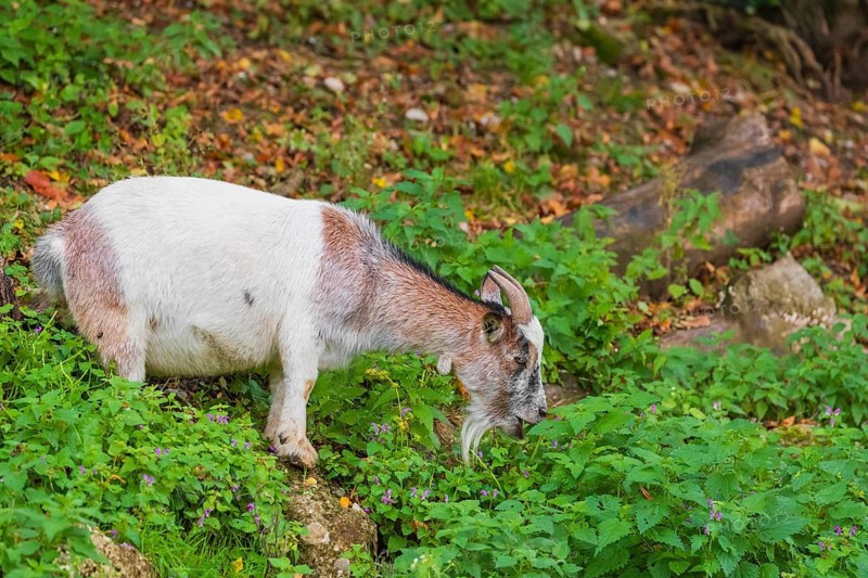 A Pygmy goat, Capra hircus, stands in a forest and grazes