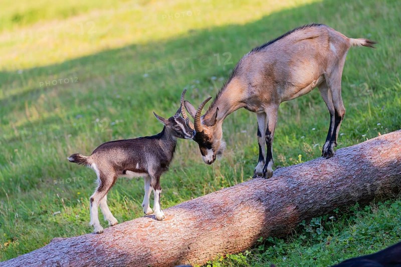 One Tauernschecke goatling, Capra aegagrus hircus, playing with older sibling on a tree trunk lying on meadow