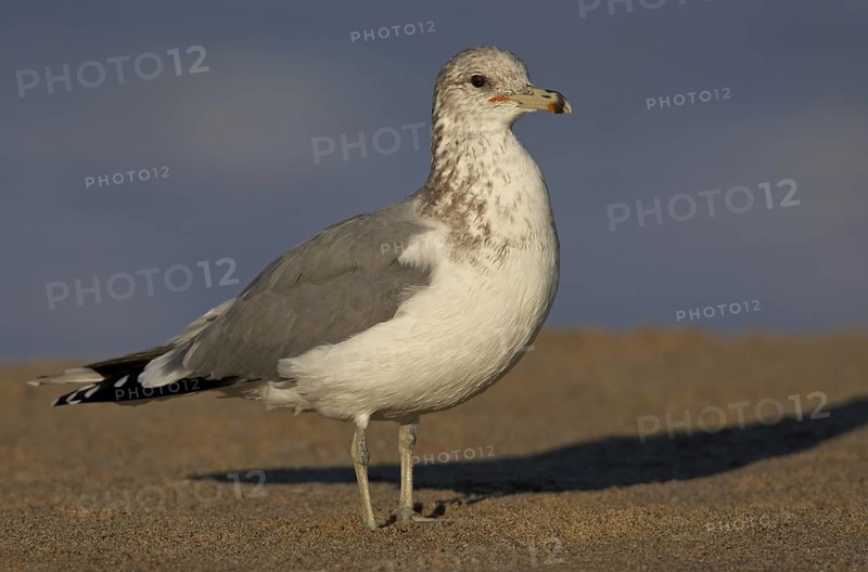 California Gull (Larus californicus), California, USA