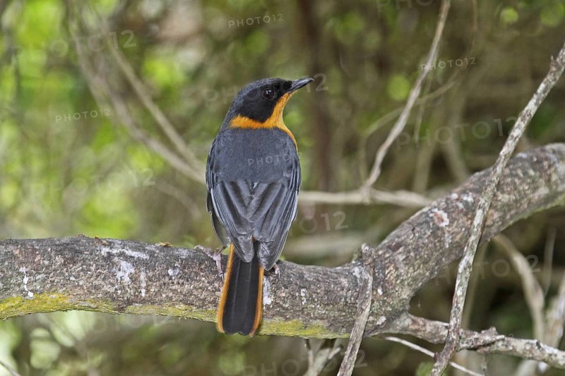 Chorister Robin-Chat (Cossypha dichroa), Western Cape, South Africa