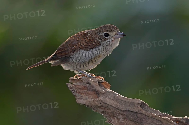 Tiger Shrike (Lanius tigrinus) juvenile, Selangor, Malaysia