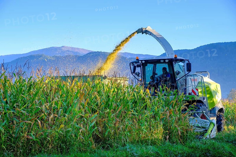 Maize, maize harvest near Feistritz an der Drau, Drautal, Carinthia, Austria