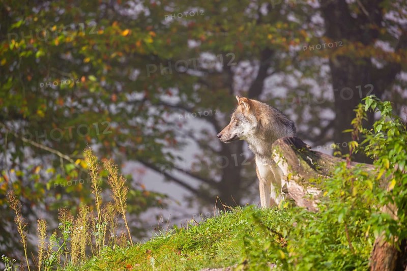 A Eurasian gray wolf (Canis lupus lupus) stands on a hill between rocks and rotting tree trunks. Behind it lies a forest in intense autumn colors
