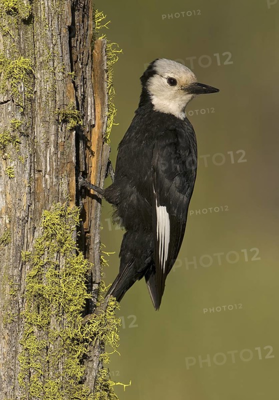 White-headed Woodpecker (Leuconotopicus albolarvatus), Oregon, USA