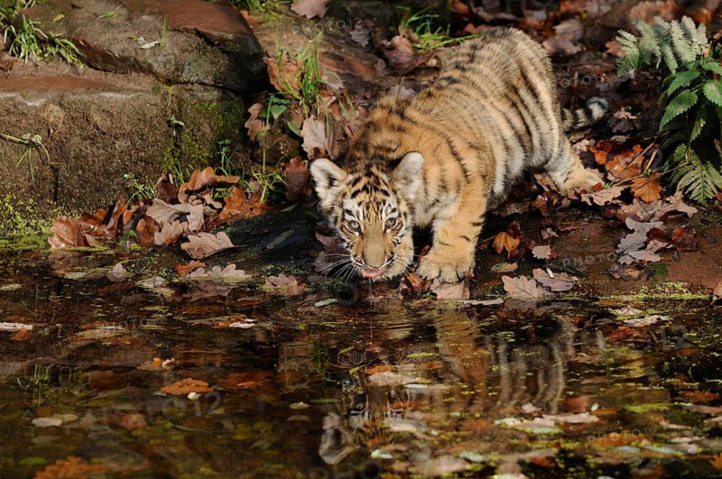 A tiger cub curiously drinking water in autumnal terrain, Siberian tiger (Panthera tigris altaica), captive, occurring in Russia, North Korea and China
