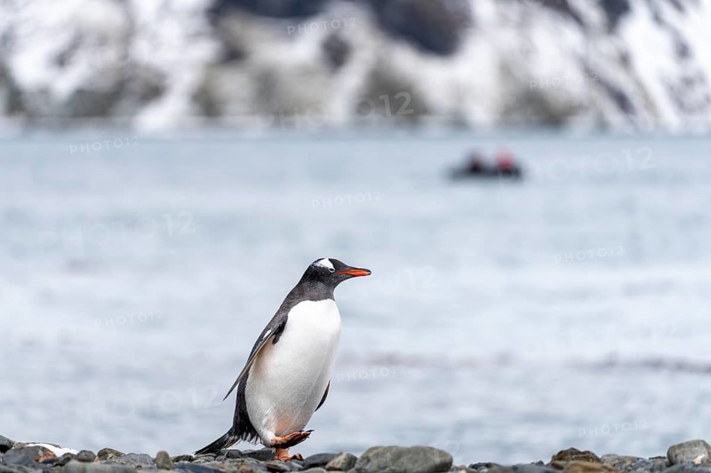 Gentoo penguin (Pygoscelis papua) standing on pebble beach, Zodiac dinghy and snow-capped mountains in the background, South Georgia, British Overseas Territory