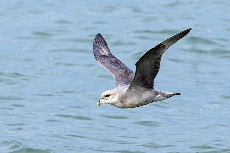 Northern fulmar (Fulmarus glacialis), Spitsbergen, Longyearbyen, Svalbard / Spitsbergen, Norway
