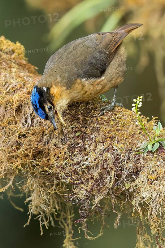 Blue-capped Ifrit (Ifrita kowaldi) perched on a branch in Papua New Guinea