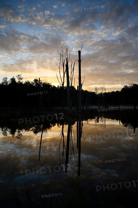 Mountain depression at sunrise, cloudy sky reflected in the water, with dead trees, Bottrop, Ruhr area, North Rhine-Westphalia, Germany