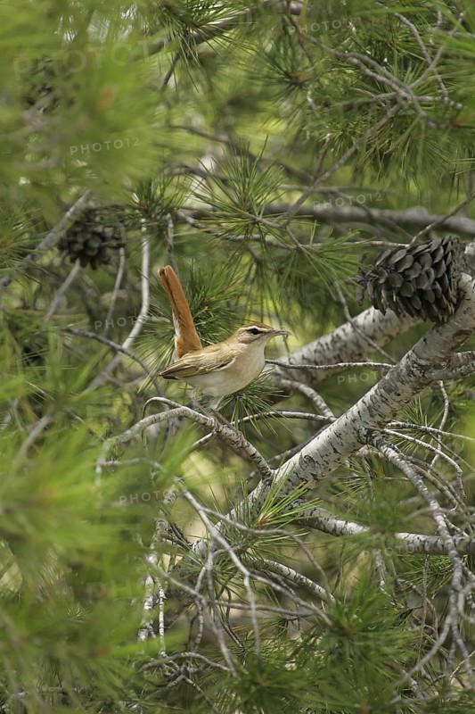 Rufous-tailed Scrub Robin (Cercotrichas galactotes) with food in beak, Andalusia, Spain