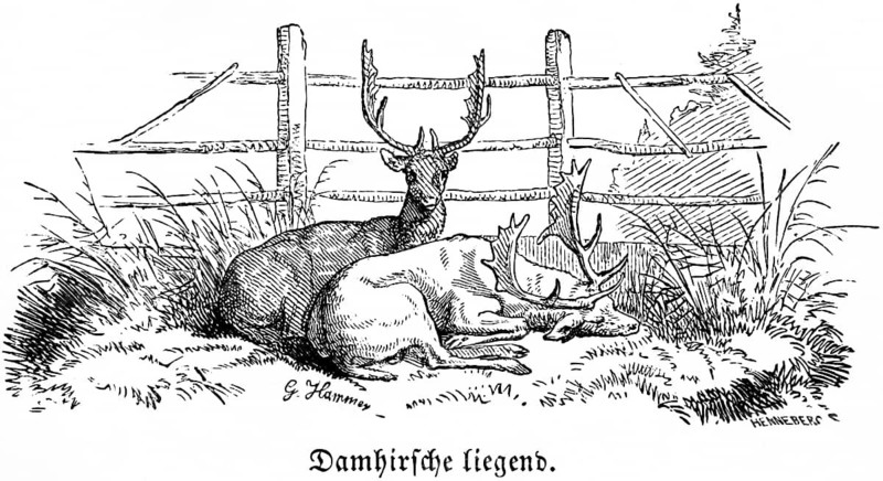 Two fallow deer lying, Hubertus hunt, hunting scenes, wild animals, antlers, fence, nature, historical illustration c. 1860