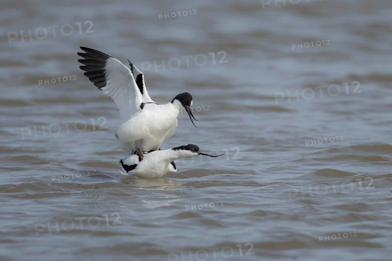 Pied avocet (Recurvirostra avosetta) two adult wading birds mating in a shallow lagoon in the spring, Norfolk, England, United Kingdom