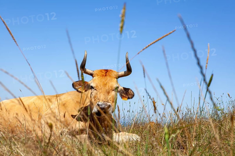 A cow native of Pas lies on the slopes of the Sain Vicente trail near Linera point in San vicente de la Barquera, a pleasent village in the Cantabric sea, Santander, Spain