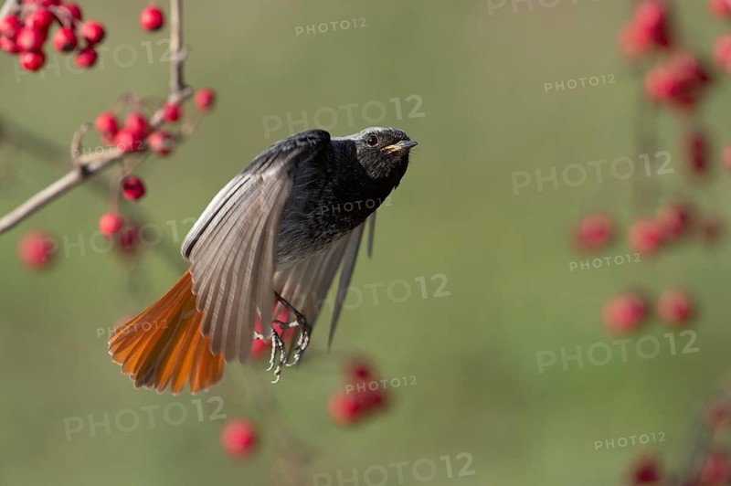 Black Redstart (Phoenicurus ochruros) male flying, Rimini, Italy