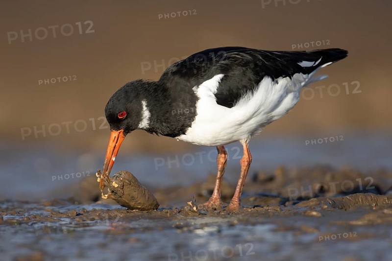 Eurasian oystercatcher (Haematopus ostralegus) adult wading bird feeding on a mussel shell on a coastline, Norfolk, England, United Kingdom