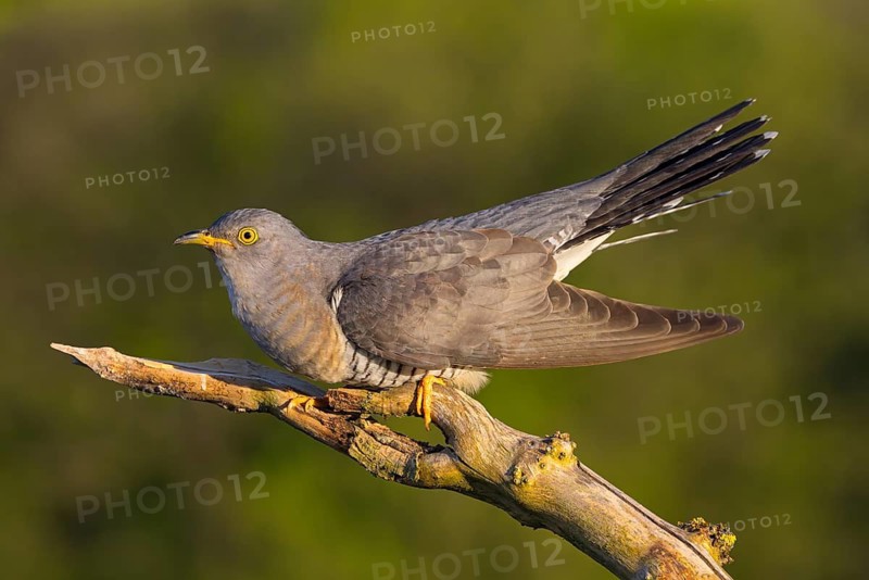 Common cuckoo (Cuculus canorus), Coucou gris, Cuco Europeo, Cuco Común, Ast, branch, Ormoz area, Ormoz, Podravska, Slovenia