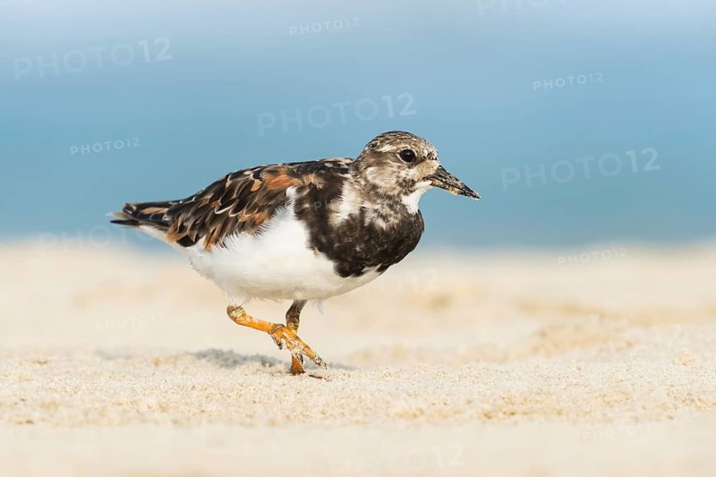 Ruddy Turnstone (Arenaria interpres), Ma'agan Michael, Israel