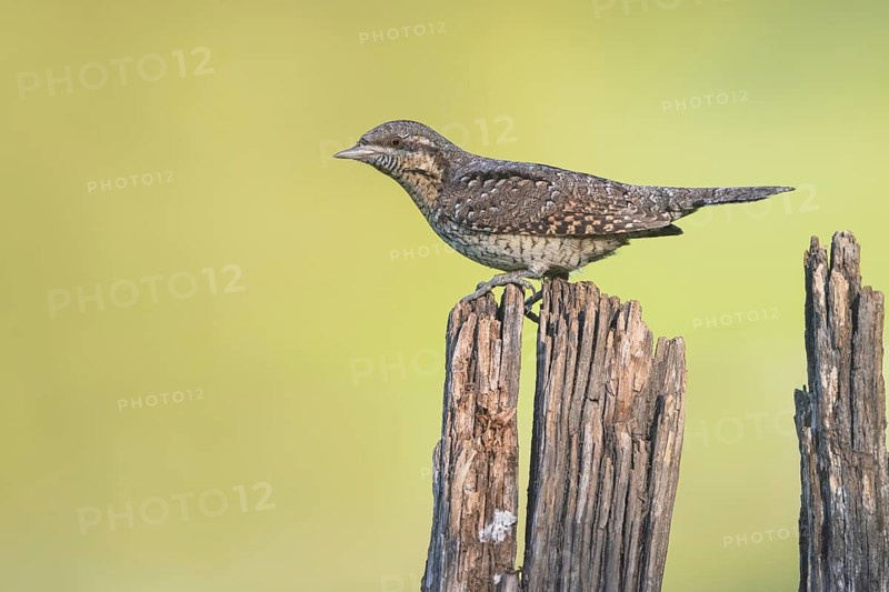 Eurasian Wryneck (Jynx torquilla) perched on old tree stump, Aosta Valley, Italy