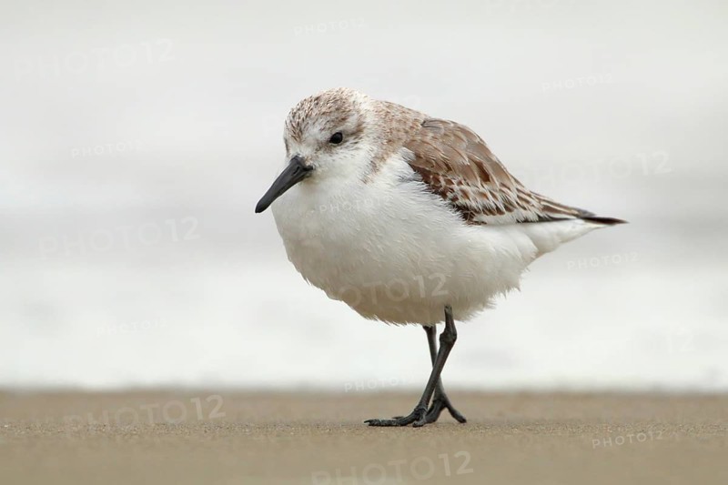 Sanderling (Calidris alba) walking on shoreline, Texel, Netherlands