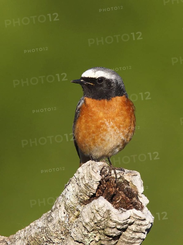 Common Redstart (Phoenicurus phoenicurus) male, Portalegre, Portugal