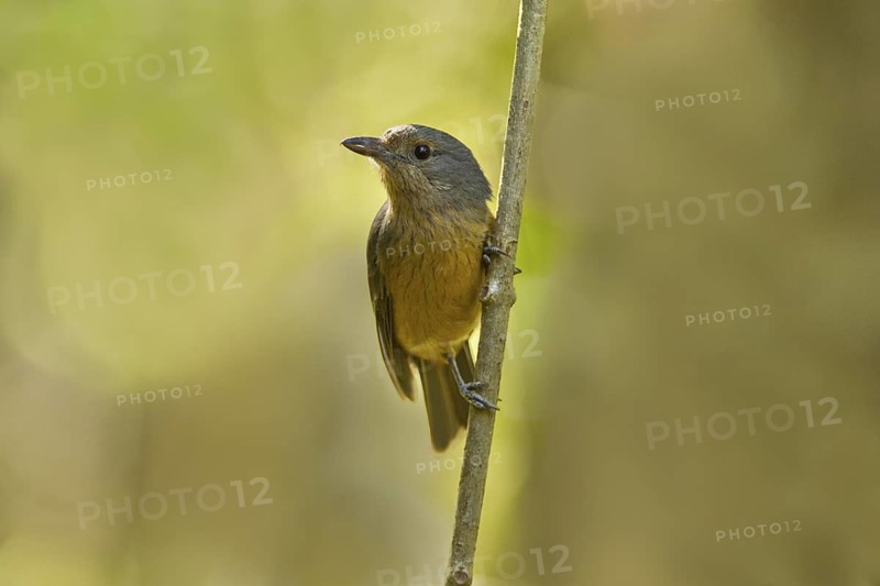 Bower's Shrikethrush (Colluricincla boweri), Queensland, Australia
