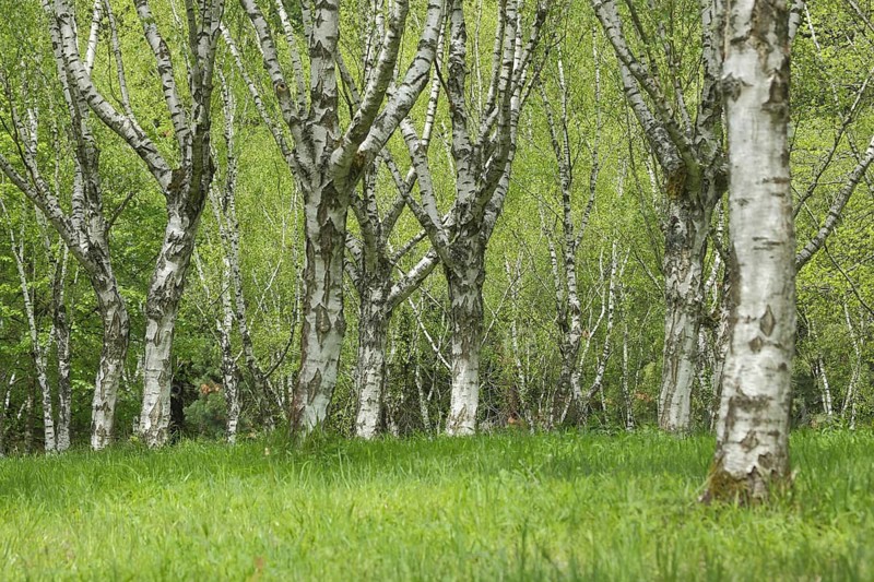 Birch forest with burl birch (Betula pendula var. Carelica), birch trees, birch trunks, nature photography, Liliental, Kaiserstuhl, Breisgau, Baden-Württemberg, Germany