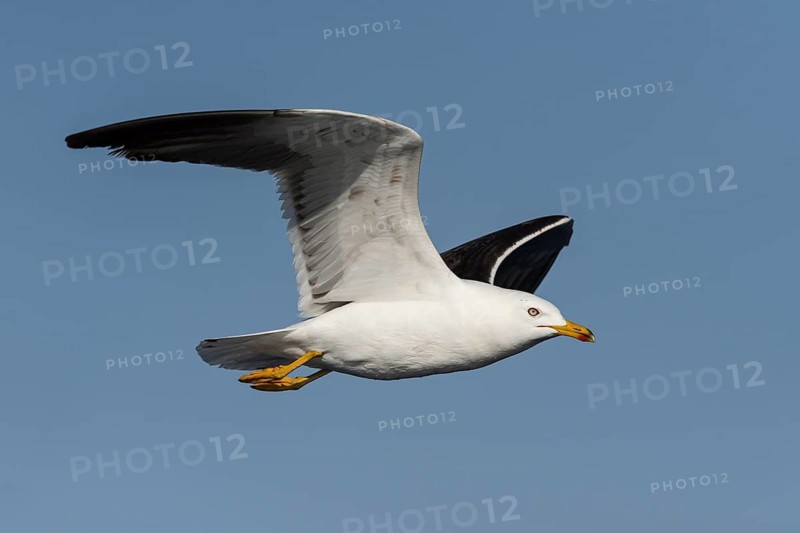 Lesser Black-backed Gull (Larus fuscus) flying, Eilat, Israel