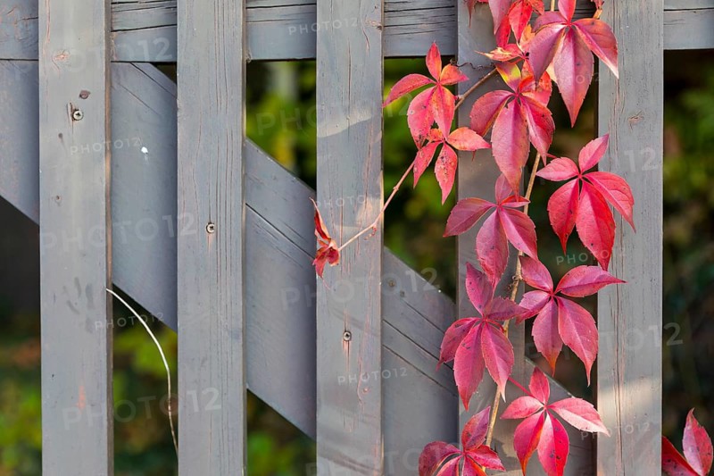 The leaves of the Parthenocissus inserta (Parthenocissus inserta) glow red in autumn, tendrils on a wooden fence, Saxony, Germany
