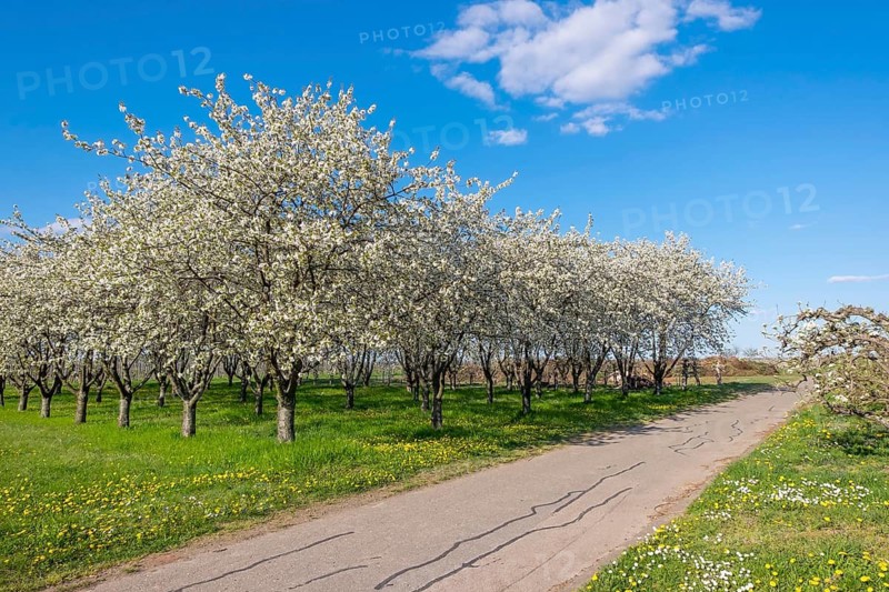 Flowering fruit trees line a tarmac path under a clear blue sky, Flowering cherry trees (Prunus avium), Palatinate, Rhineland-Palatinate, Germany