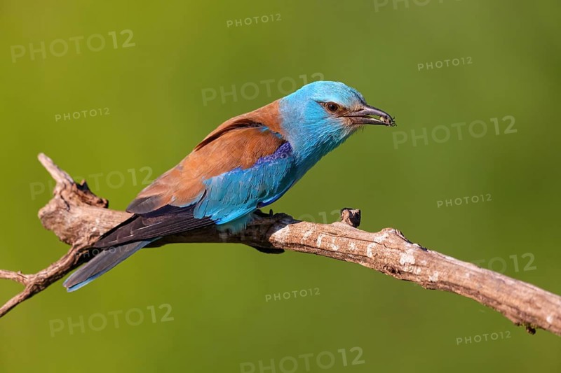 European roller (Coracias garrulus), on perch, Tower Hide, Tiszaalp-r, Kiskuns-gi National Park, B-cs-Kiskun, Hungary