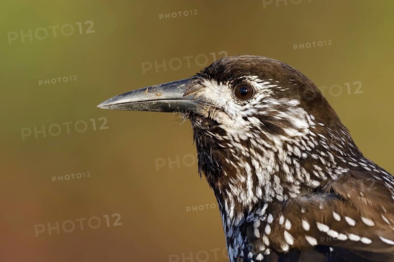 Very tame Spotted Nutcracker portret, this bird is wintering in an urban area in Wageningen in the Netherlands