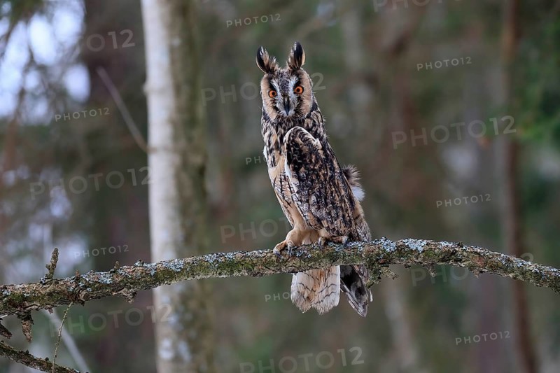 Long-eared owl (Asio otus), adult, perch, winter, alert, Bohemian Forest, Czech Republic