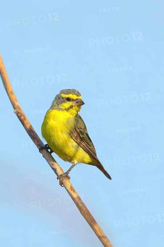 Mozambique Canary, Crithagra mozambica, Serinus mozambicus, Yellow-fronted Canary, Serin du Mozambique, Tendaba camp / Tendaba photo hid, Kwinella, South Bank, Gambia