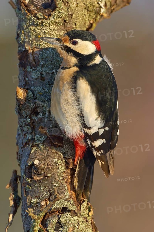 A great spotted woodpecker (Dendrocopos major), sitting on a tree trunk with distinctive red, white and black plumage, Odenwald, Hesse, Germany