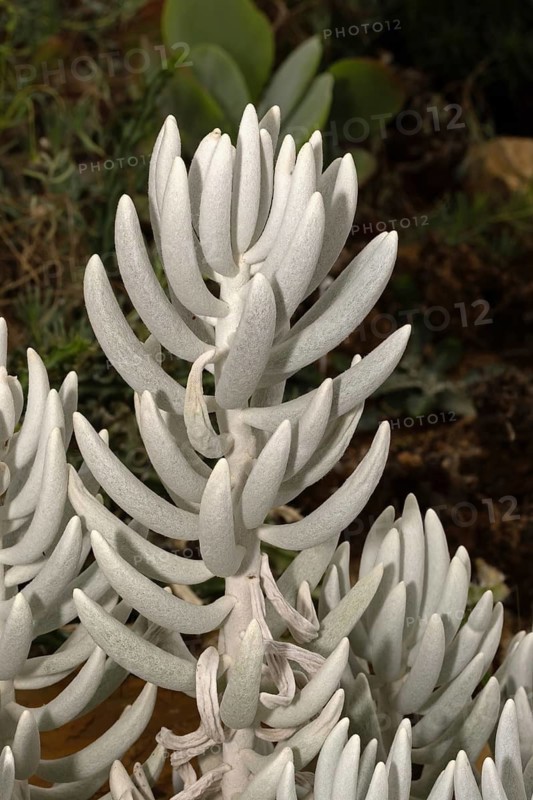 Senecio haworthii, succulent plant, leaves, Stellenbosch Botanic Garden, Western Cape, South Africa