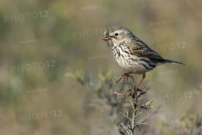 Meadow Pipit (Anthus pratensis) perched on a branch with insects in its beak, Netherlands