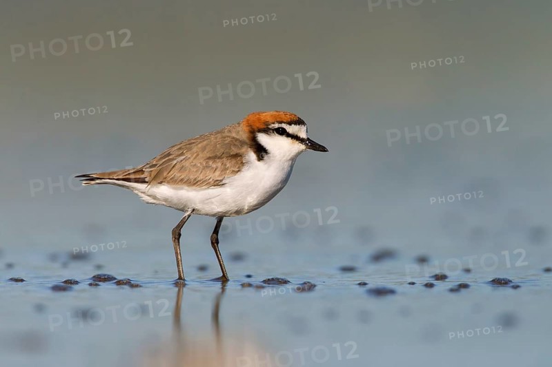 Red-capped Plover (Charadrius ruficapillus) male, Victoria, Australia