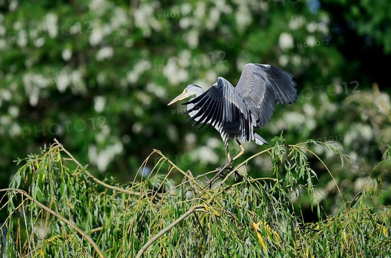 Grey Heron (Ardea cinerea), North Rhine-Westphalia, Germany
