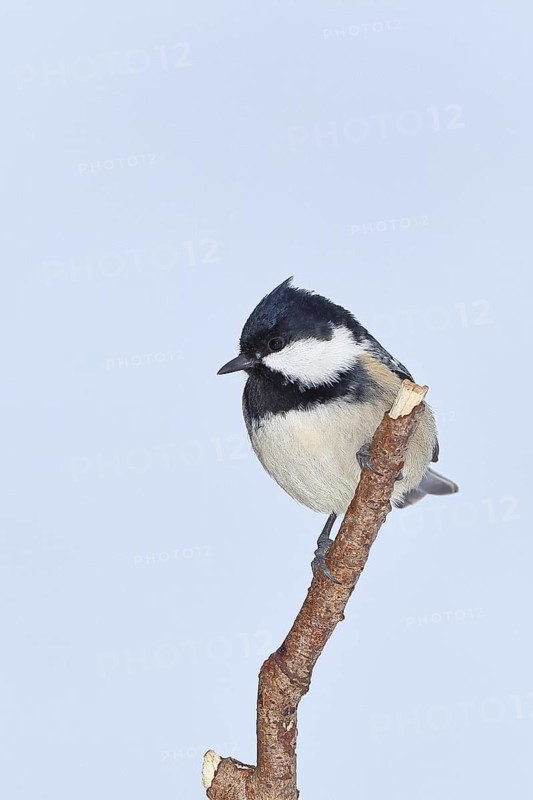 Coal tit (Parus ater), perched on a piece of driftwood covered in lichen, Wilden, North Rhine-Westphalia, Germany