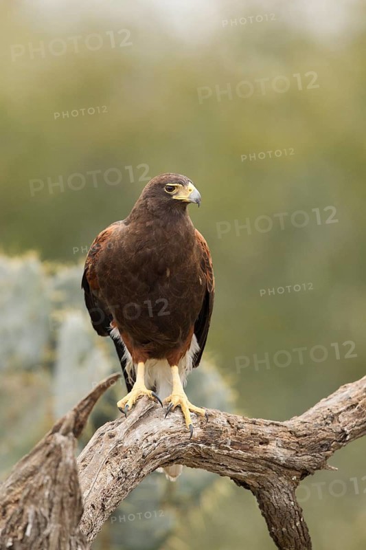 Harris's Hawk (Parabuteo unicinctus), Texas, USA