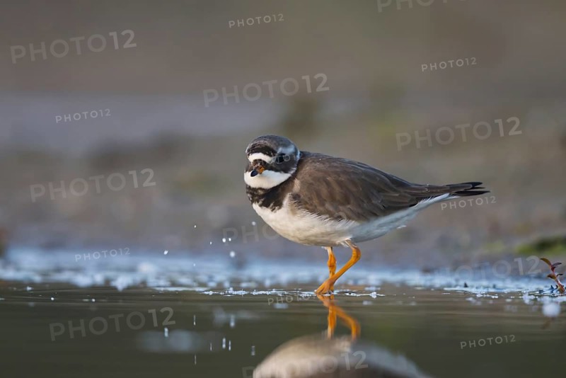 Common Ringed Plover (Charadrius hiaticula) foraging, North Rhine-Westphalia, Germany