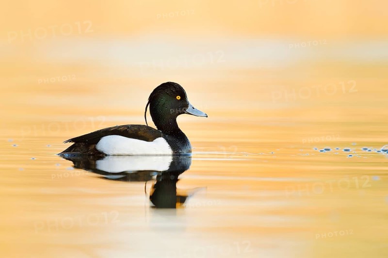 Tufted Duck (Aythya fuligula), a drake swimming, North Rhine-Westphalia, Germany