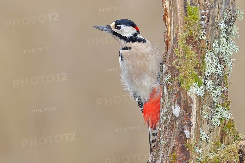 Great spotted woodpecker (Dendrocopos major), male, foraging on a tree stump overgrown with moss and lichen in the forest, Wilnsdorf, North Rhine-Westphalia, Germany